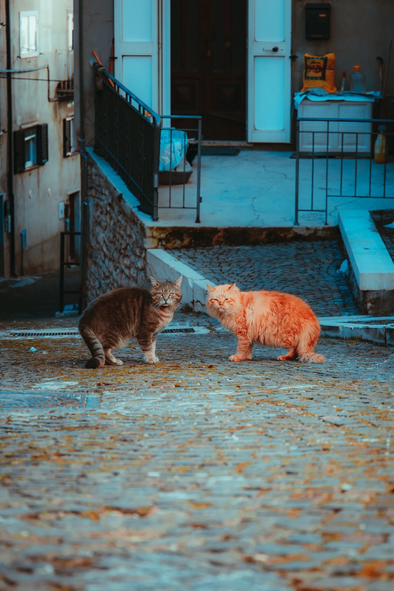 Animals