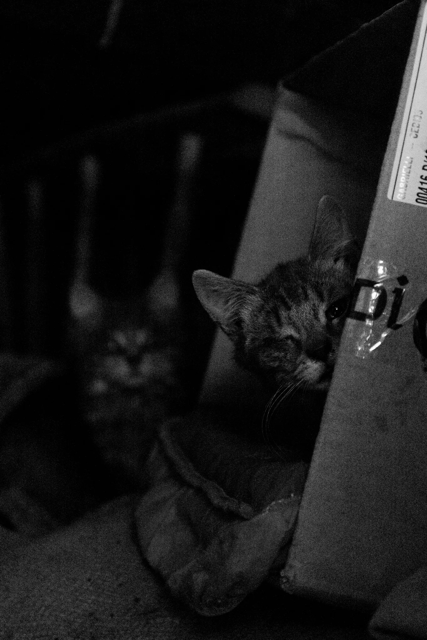 Animals