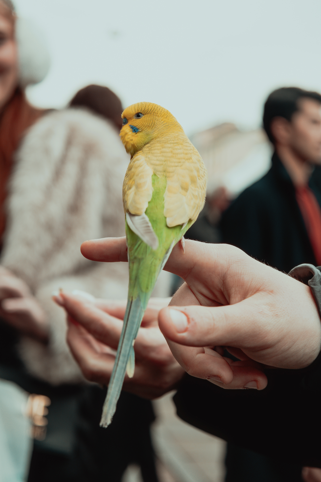 Budgie