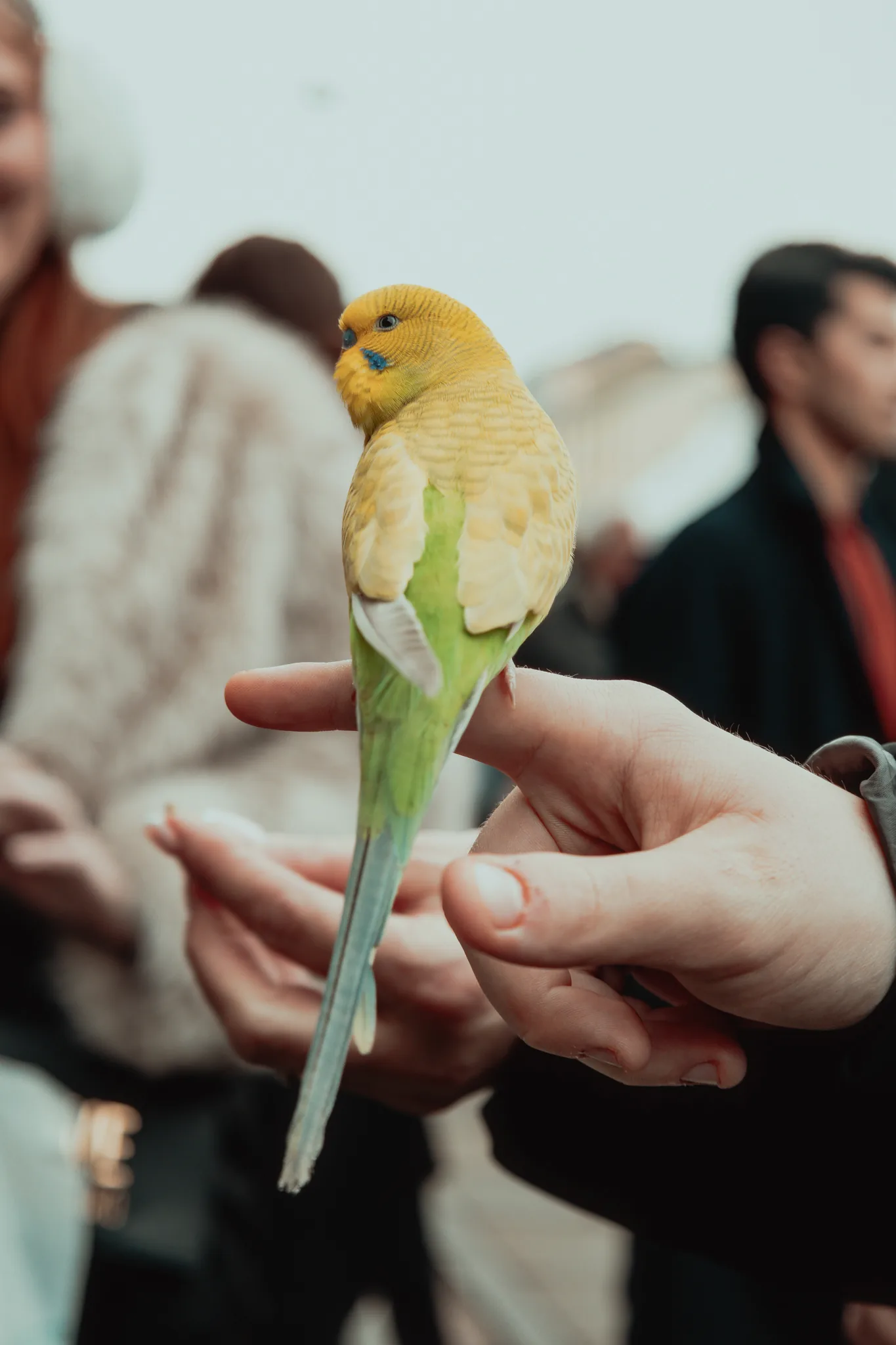 Budgie