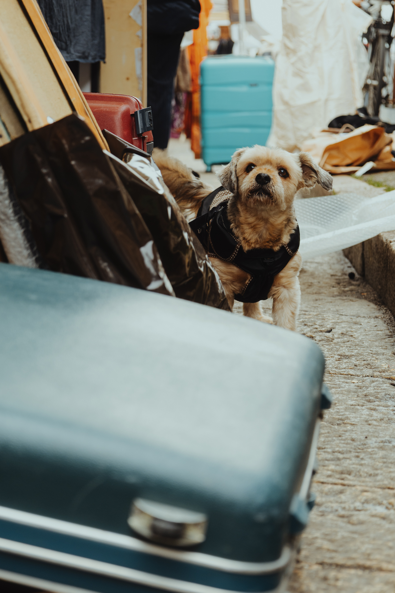 Dog