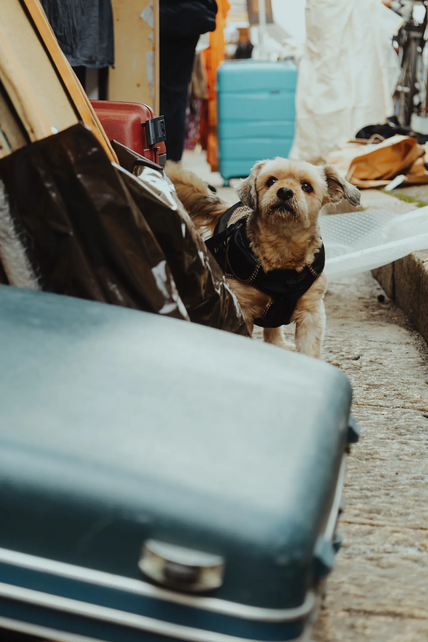 Dog