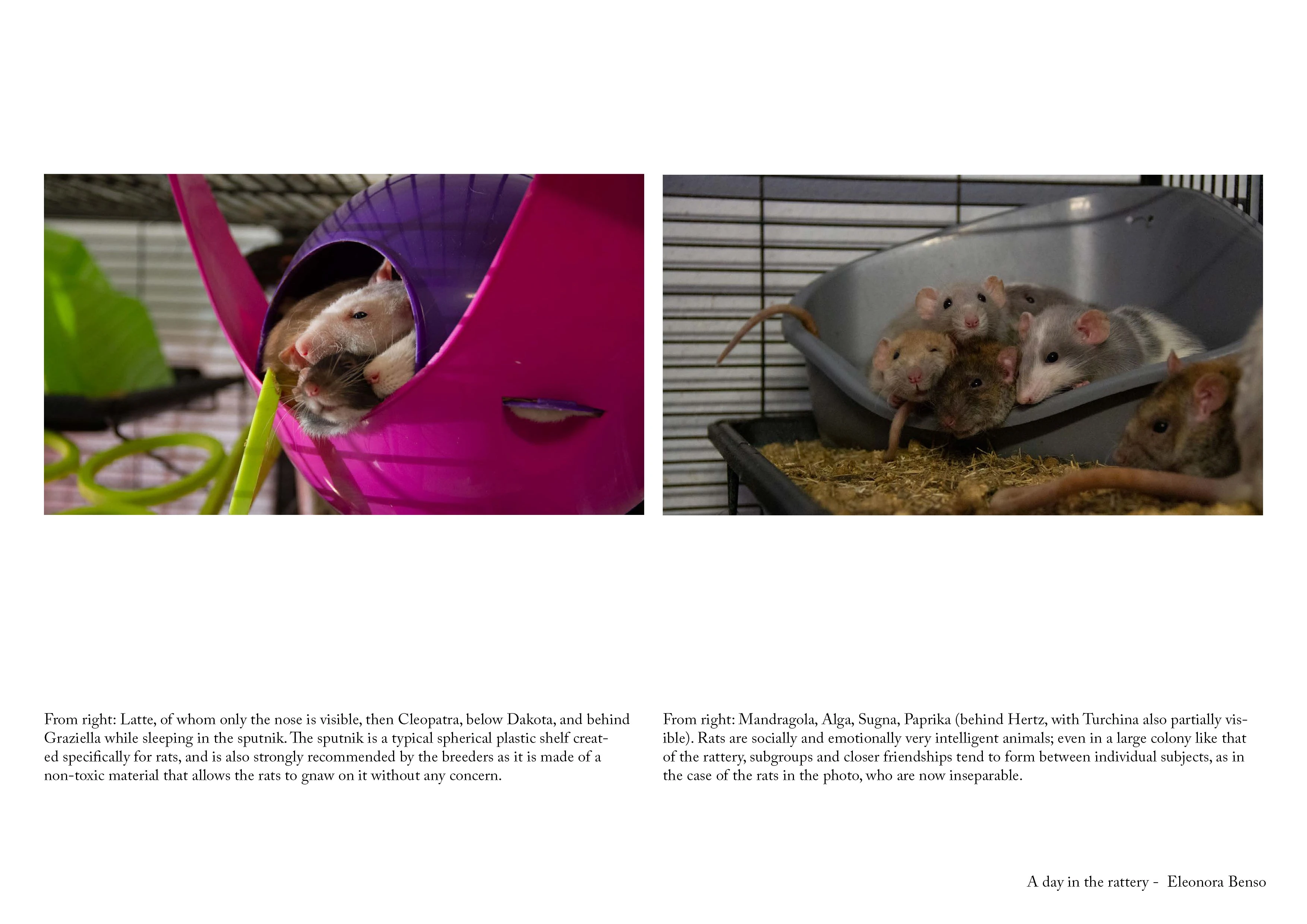 A day in the rattery