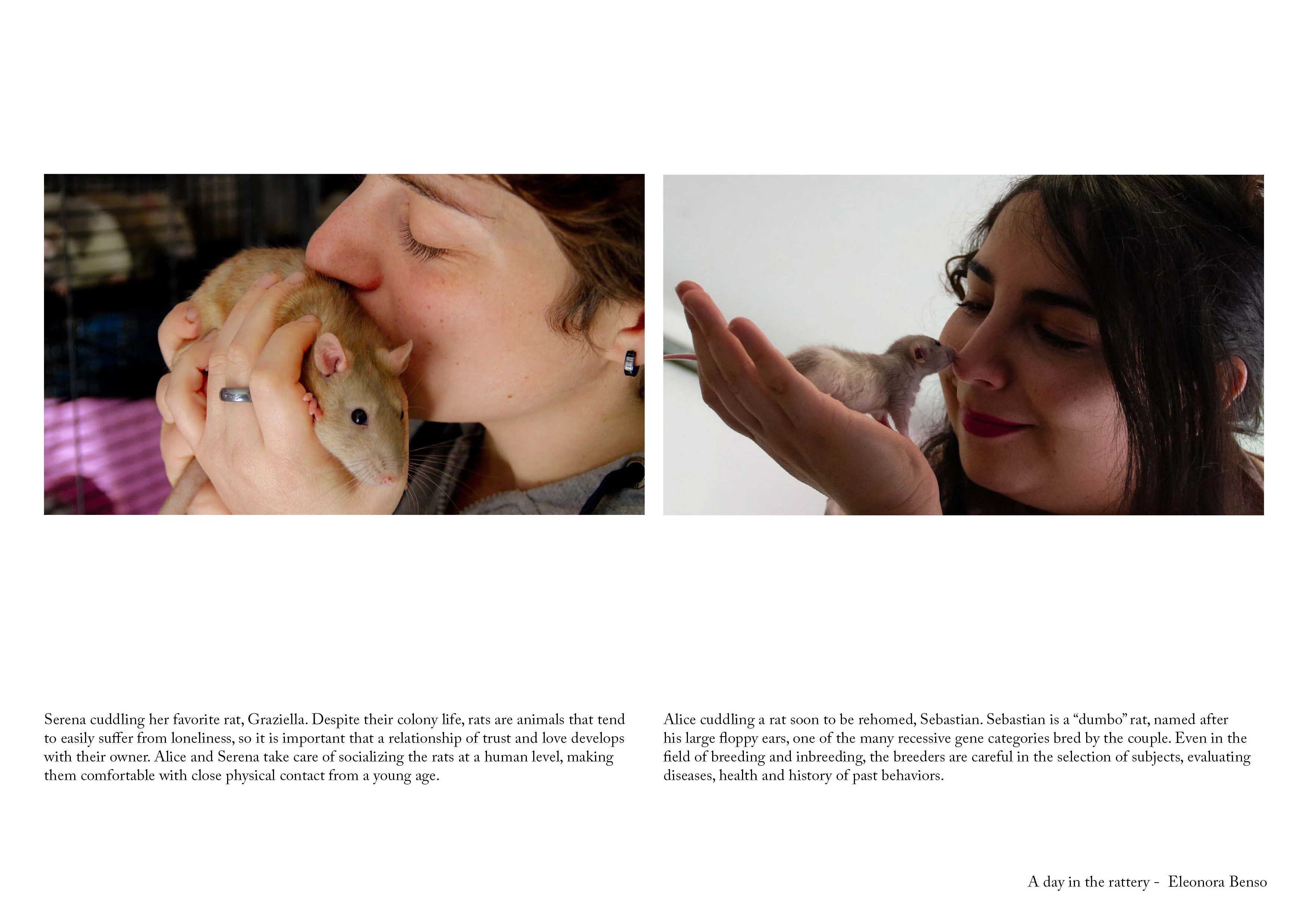 A day in the rattery