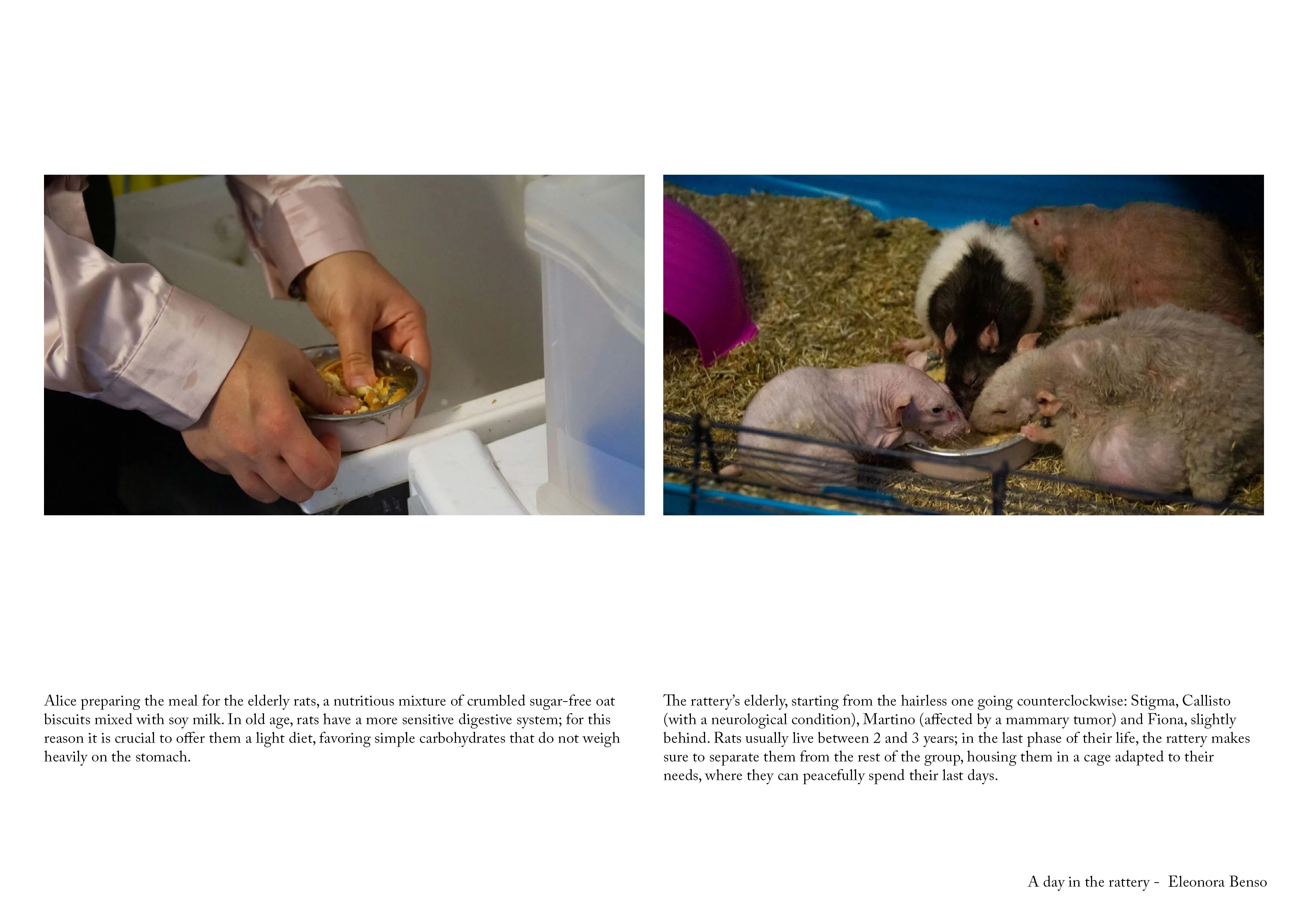A day in the rattery
