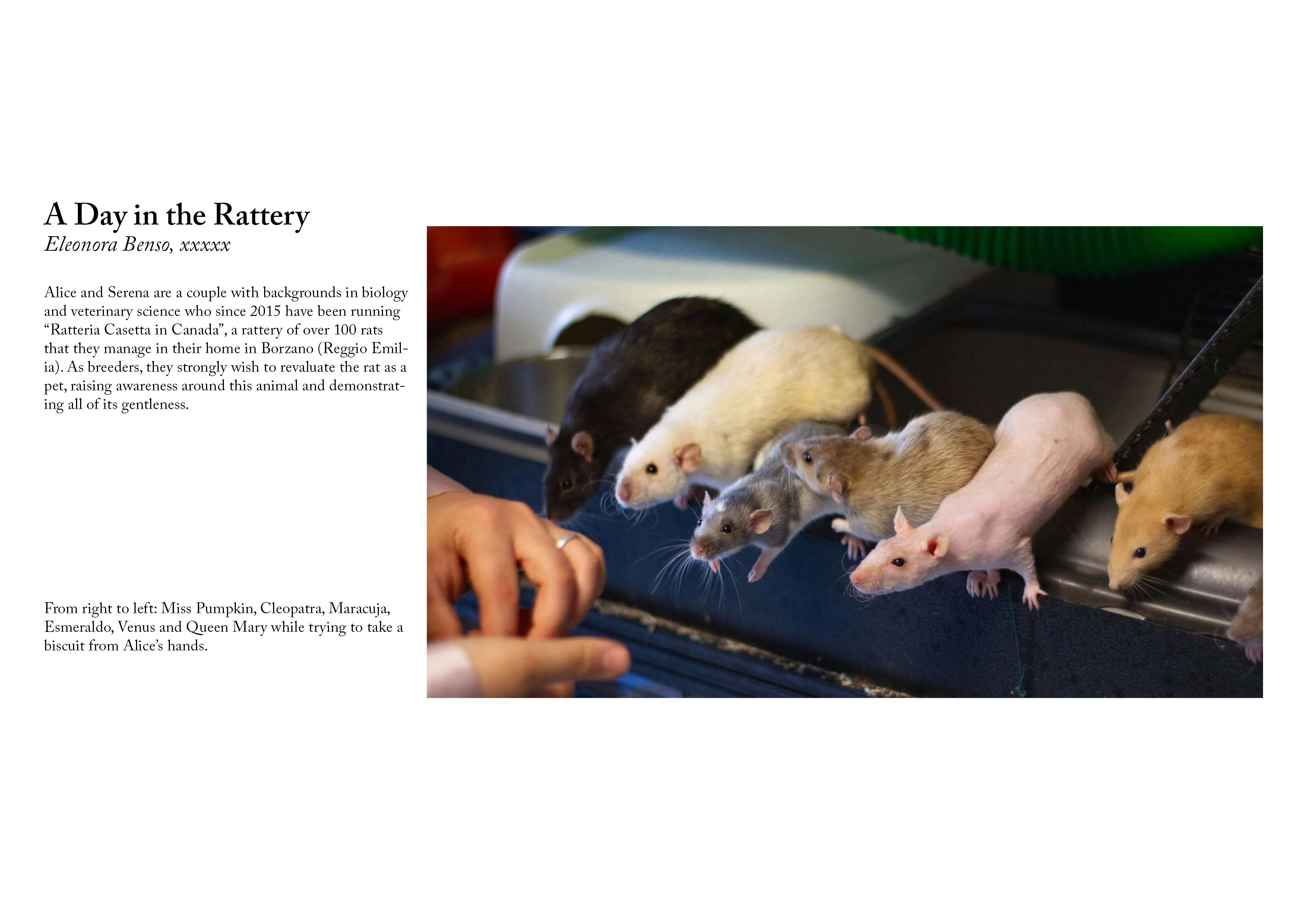 A Day in the Rattery — title